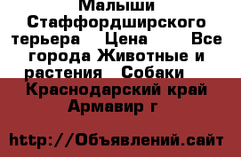 Малыши Стаффордширского терьера  › Цена ­ 1 - Все города Животные и растения » Собаки   . Краснодарский край,Армавир г.